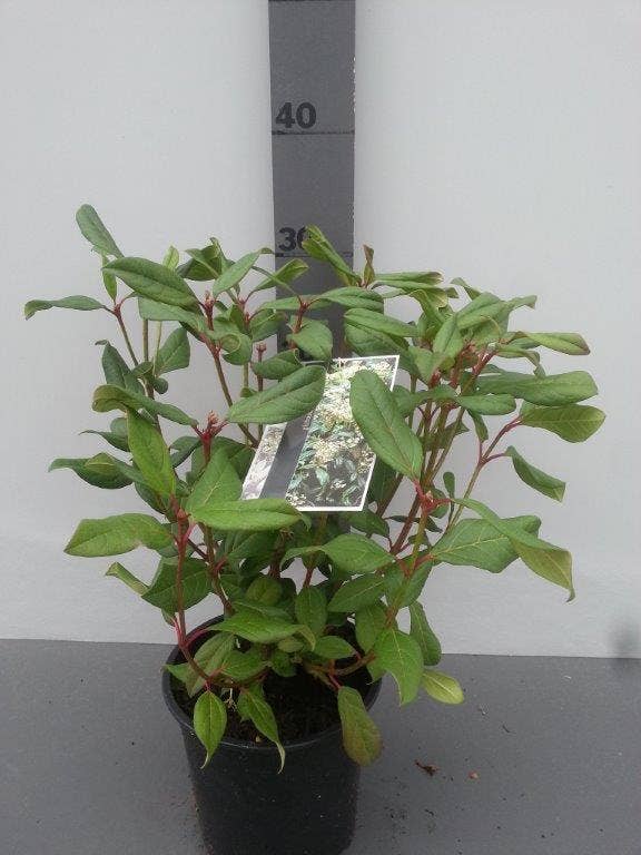  Sneeuwbal (Viburnum Globosum 'Jermyn's Globe')