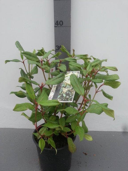  Sneeuwbal (Viburnum Globosum 'Jermyn's Globe')