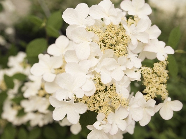  Japanse Sneeuwbal (Viburnum Plicatum 'Kilimandjaro Sunrise')