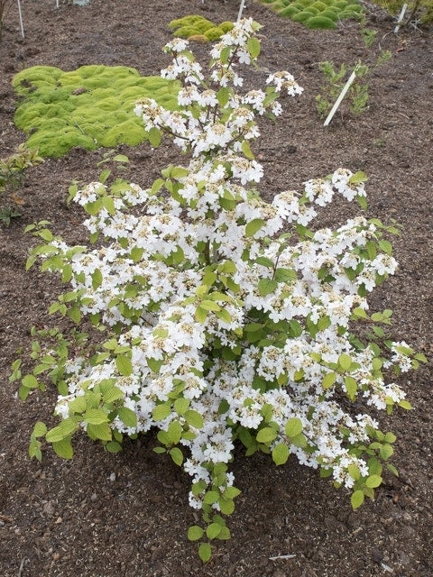  Japanse Sneeuwbal (Viburnum Plicatum 'Kilimandjaro Sunrise')