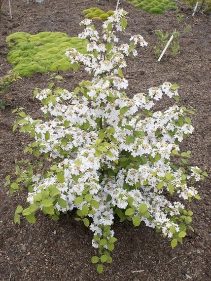  Japanse Sneeuwbal (Viburnum Plicatum 'Kilimandjaro Sunrise')