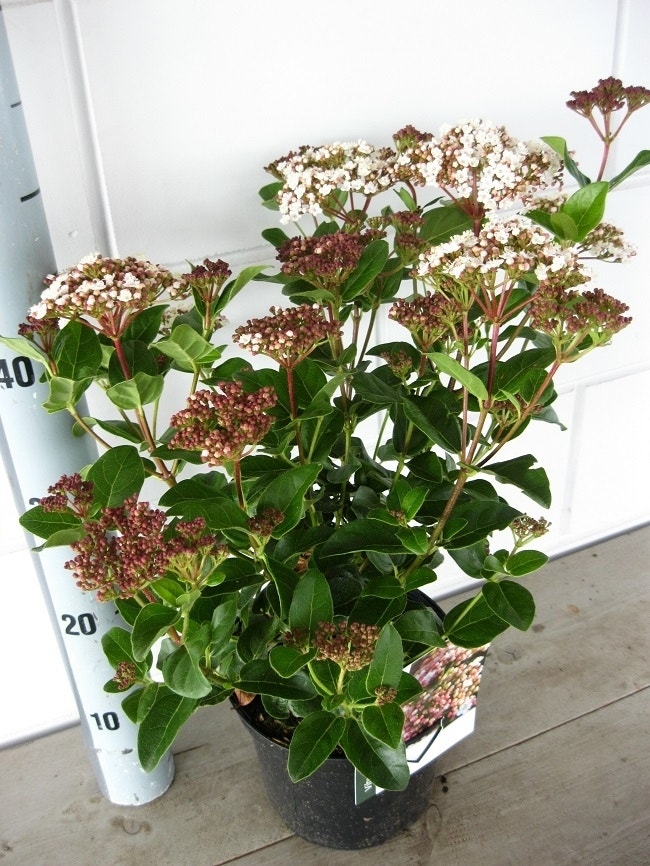  Sneeuwbal (Viburnum Tinus 'Lisa Rose')