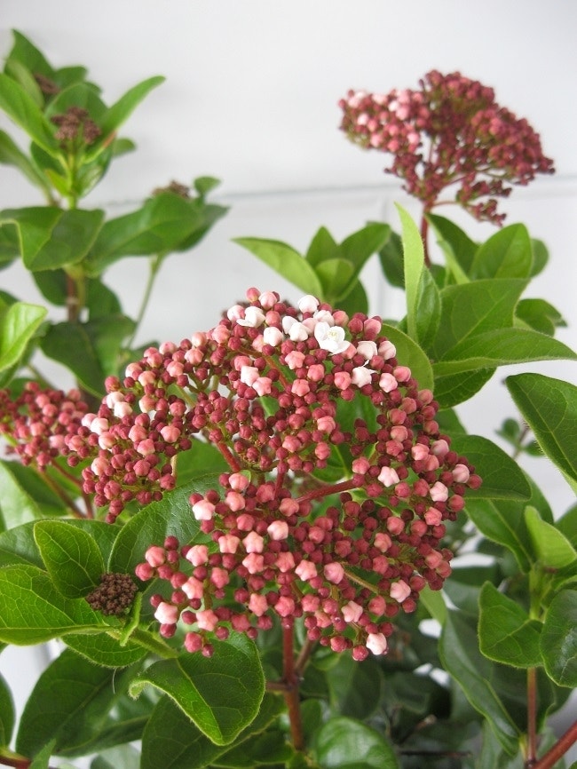  Sneeuwbal (Viburnum Tinus 'Lisa Rose')