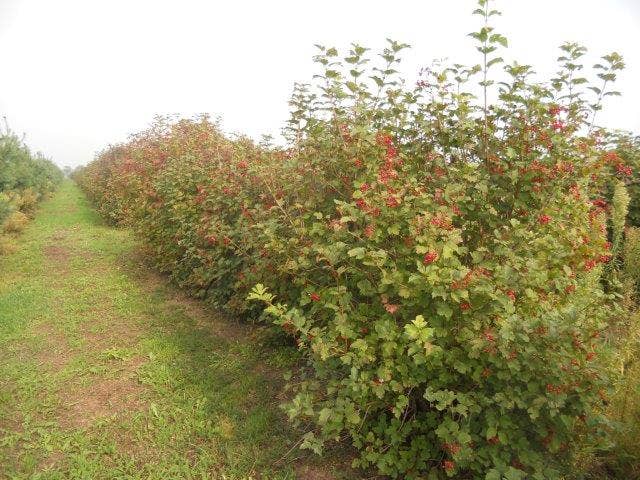  Gelderse Roos (Viburnum Opulus)