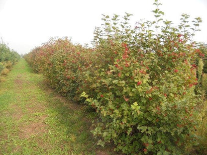  Gelderse Roos (Viburnum Opulus)