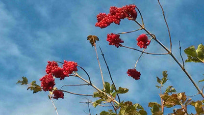  Gelderse Roos (Viburnum Opulus)