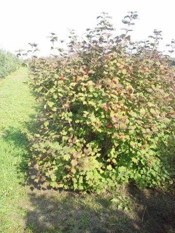  Gelderse Roos (Viburnum Opulus)
