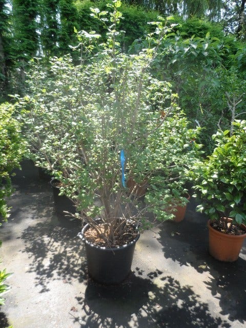  Sneeuwbal (Viburnum Opulus 'Roseum')