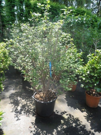  Sneeuwbal (Viburnum Opulus 'Roseum')