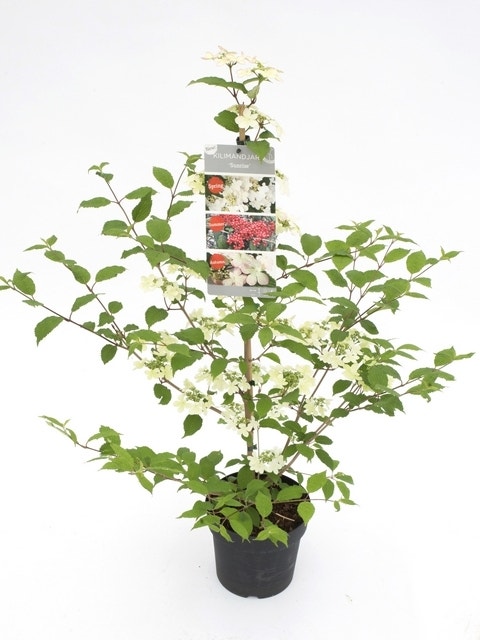 Japanse Sneeuwbal (Viburnum Plicatum 'Kilimandjaro Sunrise')
