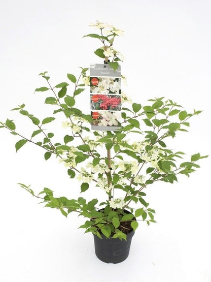  Japanse Sneeuwbal (Viburnum Plicatum 'Kilimandjaro Sunrise')