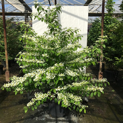  Japanse Sneeuwbal (Viburnum Plicatum 'Kilimandjaro Sunrise')