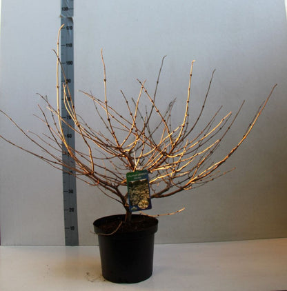  Sneeuwbal (Viburnum Plicatum 'Mariesii')
