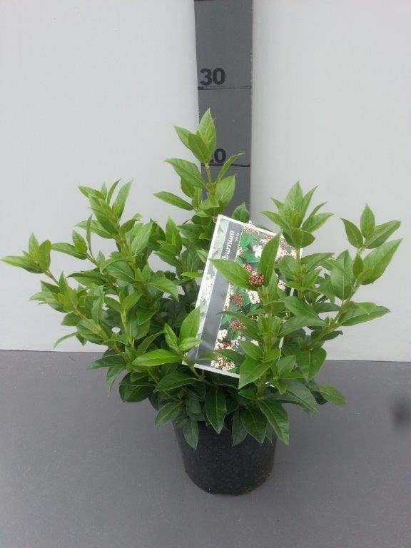  Groenblijvende Sneeuwbal (Viburnum Tinus)