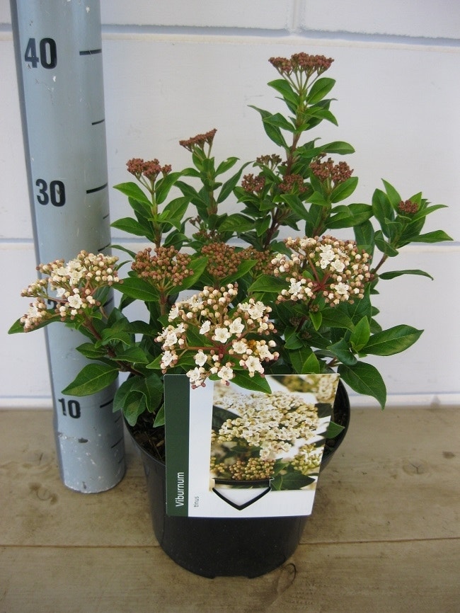  Groenblijvende Sneeuwbal (Viburnum Tinus)