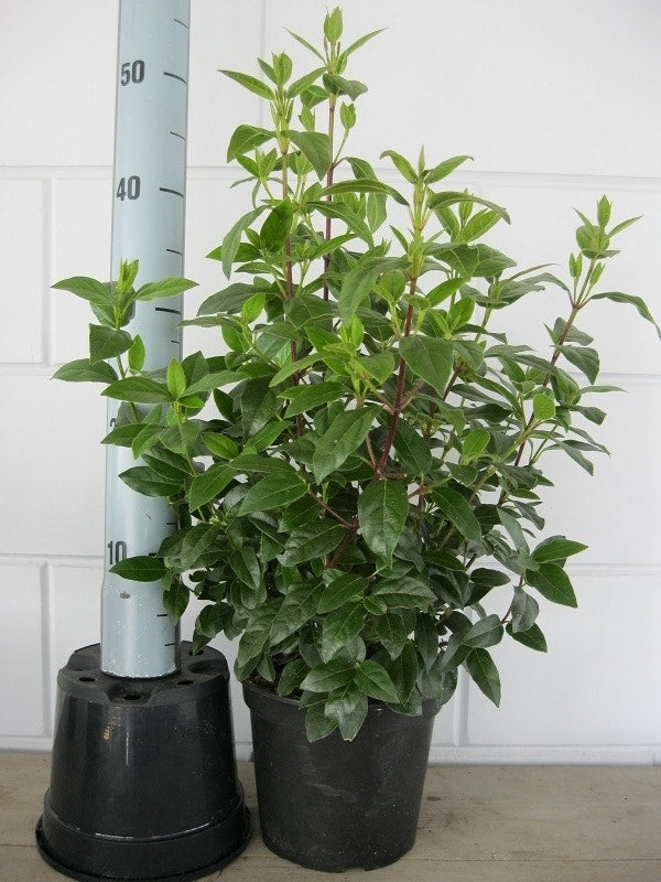  Sneeuwbal (Viburnum Tinus 'Gwenllian')
