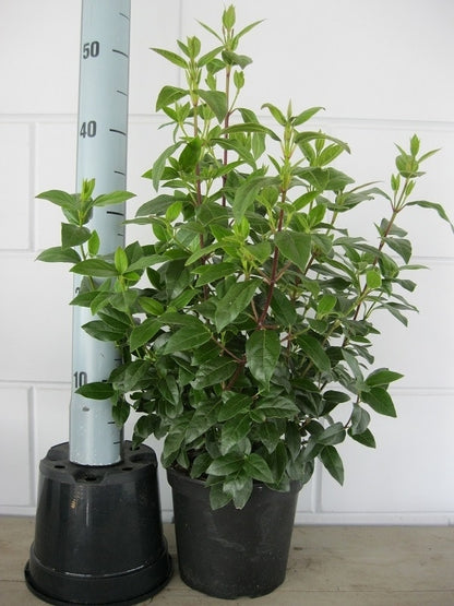  Sneeuwbal (Viburnum Tinus 'Lisa Rose')