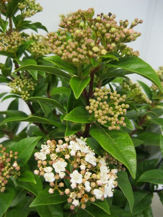  Groenblijvende Sneeuwbal (Viburnum Tinus)