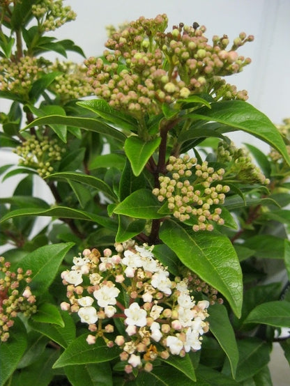  Groenblijvende Sneeuwbal (Viburnum Tinus)