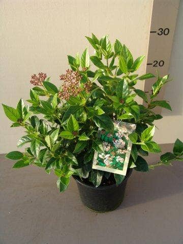  Groenblijvende Sneeuwbal (Viburnum Tinus)