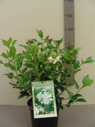  Groenblijvende Sneeuwbal (Viburnum Tinus)