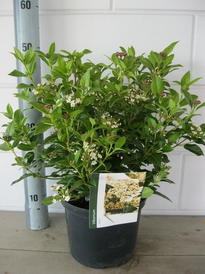  Groenblijvende Sneeuwbal (Viburnum Tinus)