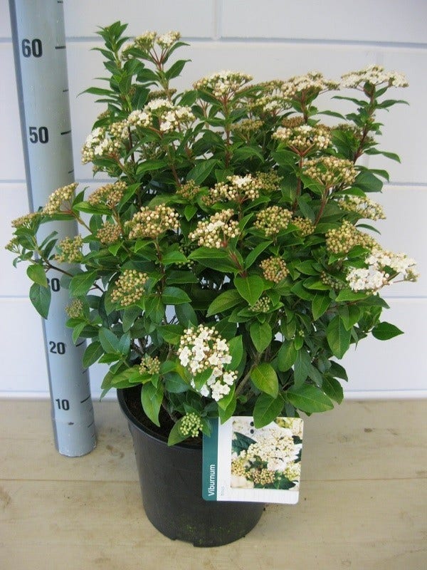  Groenblijvende Sneeuwbal (Viburnum Tinus)