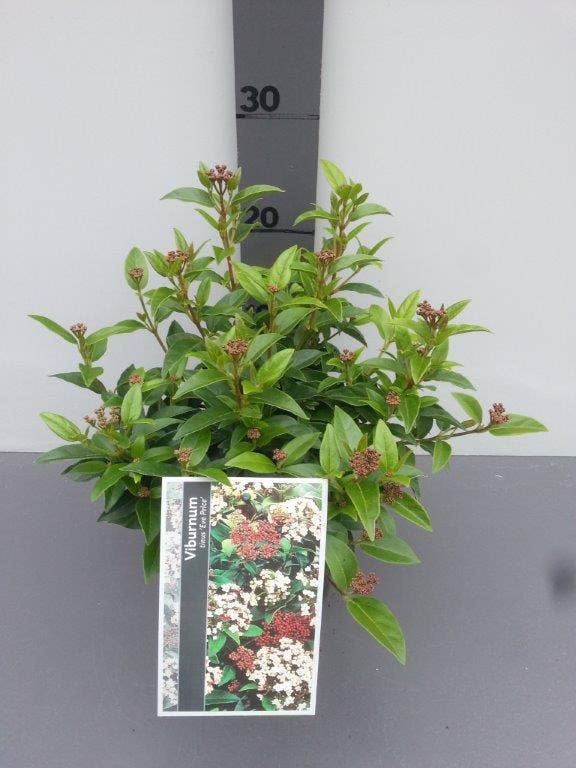  Groenblijvende Sneeuwbal (Viburnum Tinus 'Eve Price')