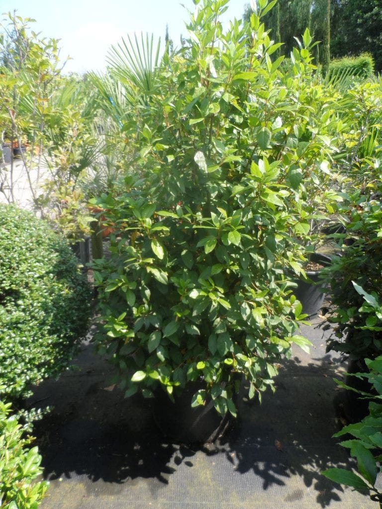  Groenblijvende Sneeuwbal (Viburnum Tinus 'Eve Price')