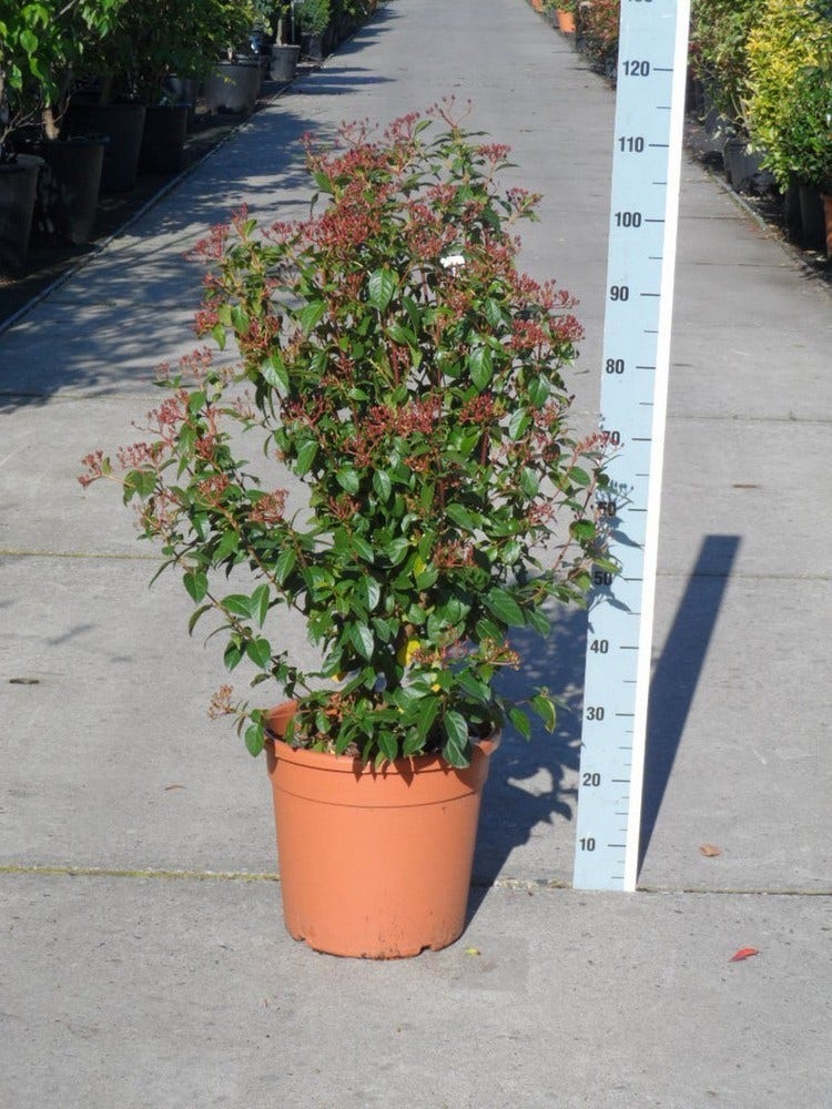  Groenblijvende Sneeuwbal (Viburnum Tinus 'Eve Price')