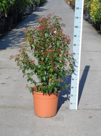  Groenblijvende Sneeuwbal (Viburnum Tinus 'Eve Price')