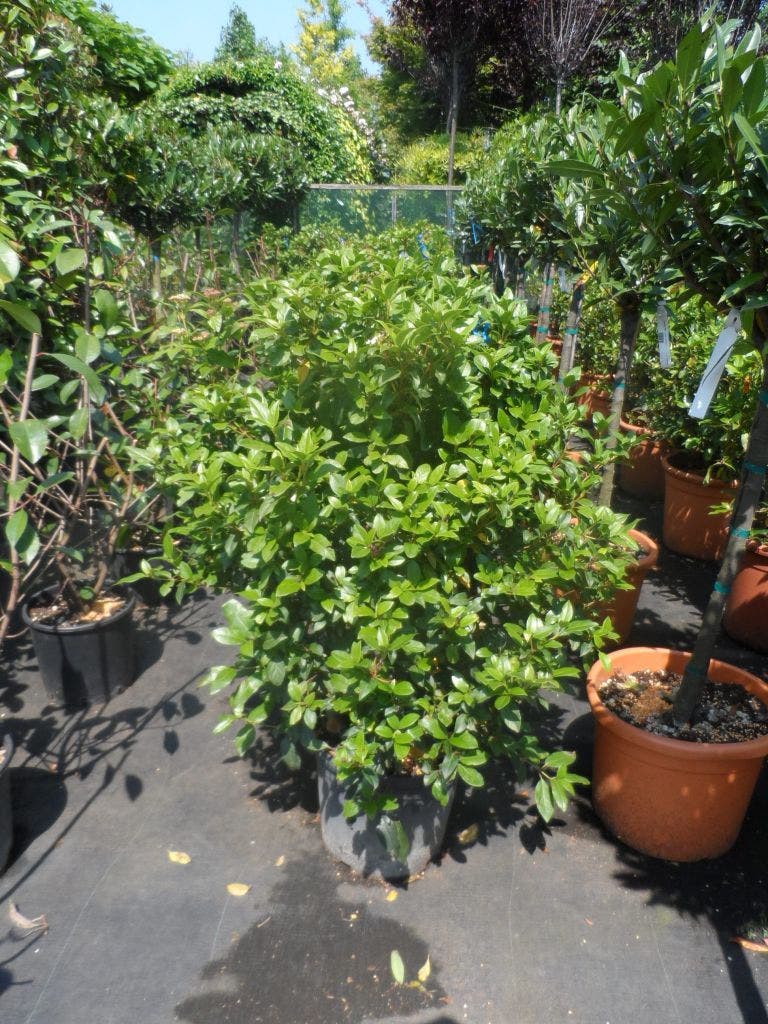  Groenblijvende Sneeuwbal (Viburnum Tinus 'Eve Price')