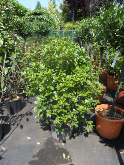  Groenblijvende Sneeuwbal (Viburnum Tinus 'Eve Price')