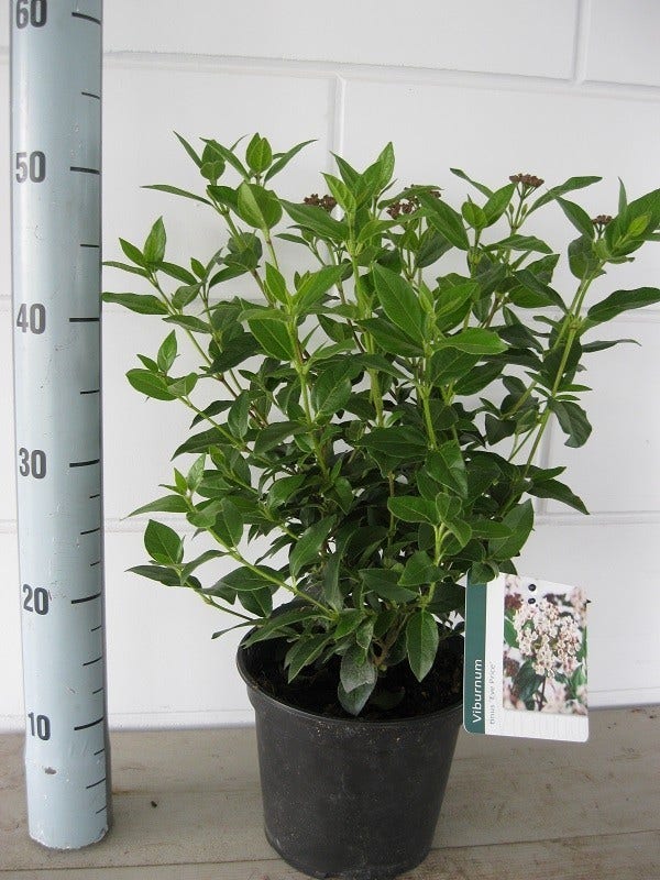  Groenblijvende Sneeuwbal (Viburnum Tinus 'Eve Price')