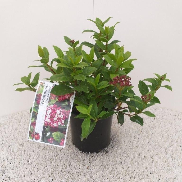  Sneeuwbal (Viburnum Tinus 'Gwenllian')