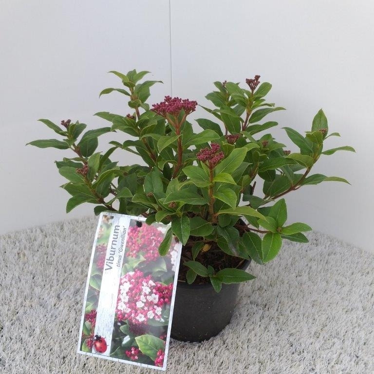  Sneeuwbal (Viburnum Tinus 'Gwenllian')