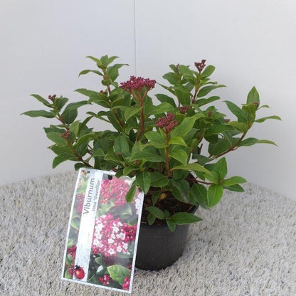  Sneeuwbal (Viburnum Tinus 'Gwenllian')