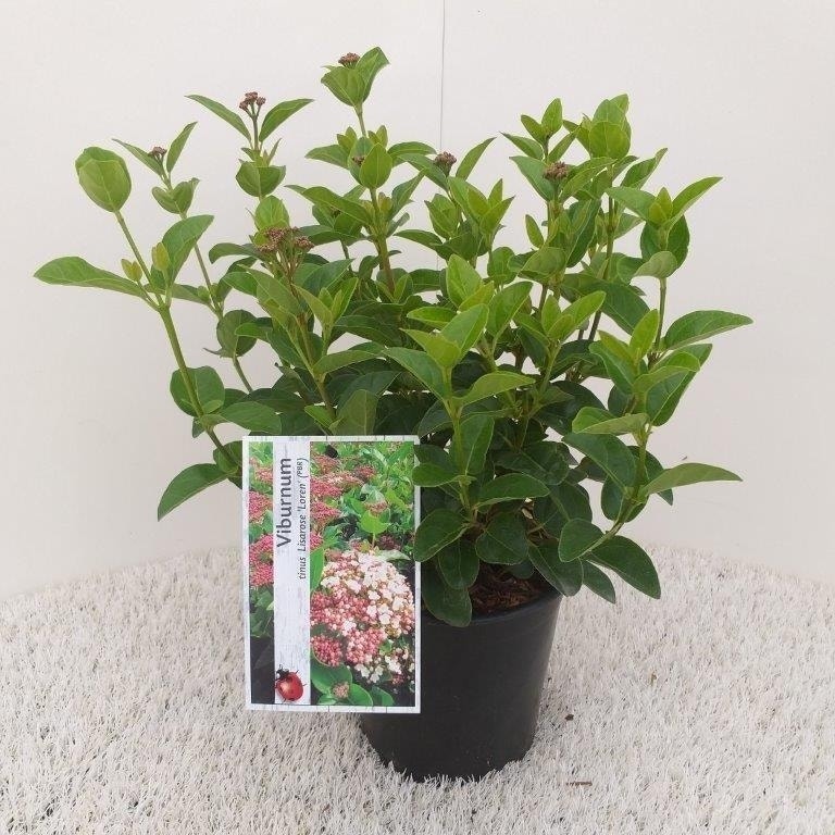  Sneeuwbal (Viburnum Tinus 'Lisa Rose')