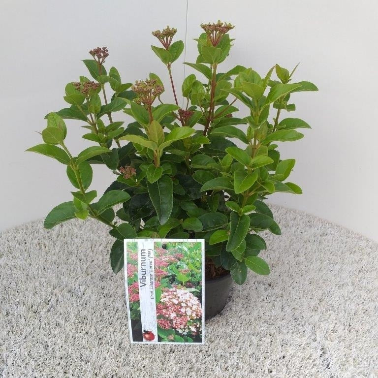  Sneeuwbal (Viburnum Tinus 'Lisa Rose')