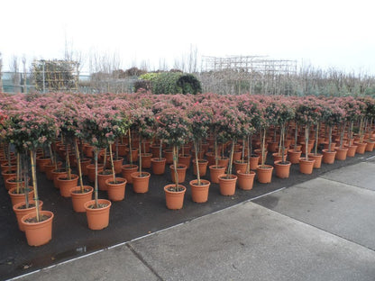  Sneeuwbal Op Stam (Viburnum Tinus 'Eve Price')