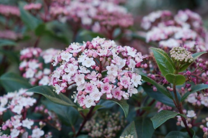  Sneeuwbal (Viburnum Tinus 'Spirit')