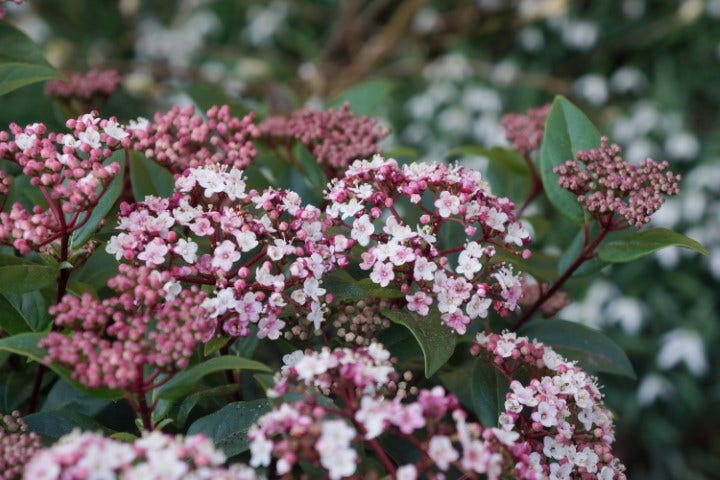  Sneeuwbal (Viburnum Tinus 'Spirit')