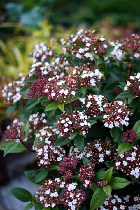  Sneeuwbal (Viburnum Tinus 'Spirit')