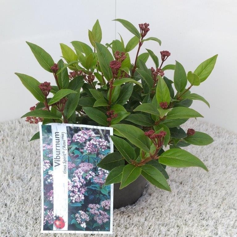 Sneeuwbal (Viburnum Tinus 'Spirit')