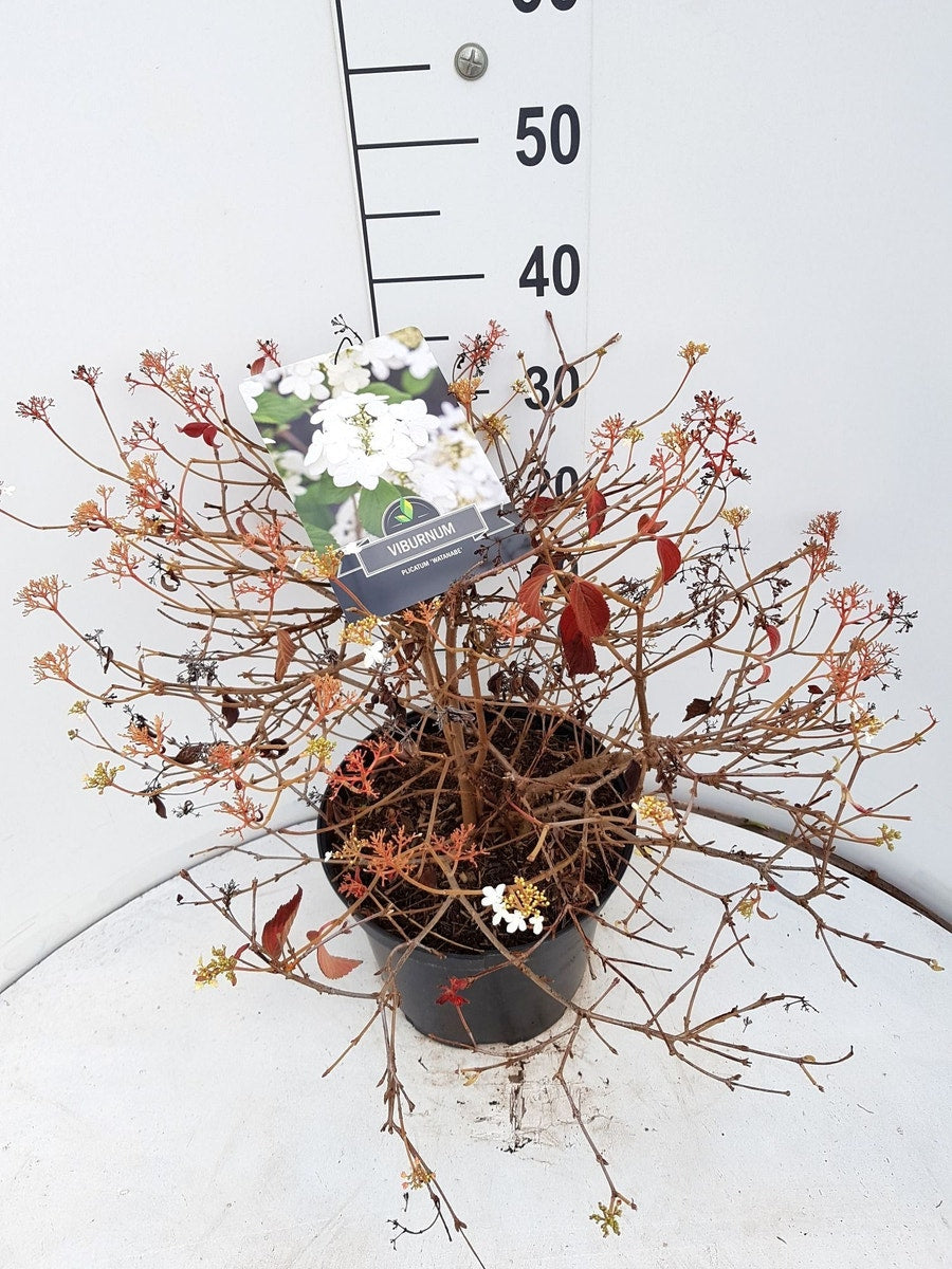  Sneeuwbal (Viburnum Plicatum 'Watanabe')