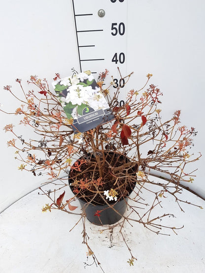  Sneeuwbal (Viburnum Plicatum 'Watanabe')