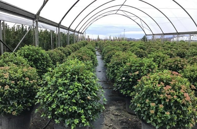  Sneeuwbal Als Bolvorm (Viburnum Tinus 'Eve Price')