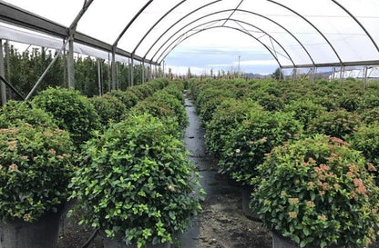  Sneeuwbal Als Bolvorm (Viburnum Tinus 'Eve Price')