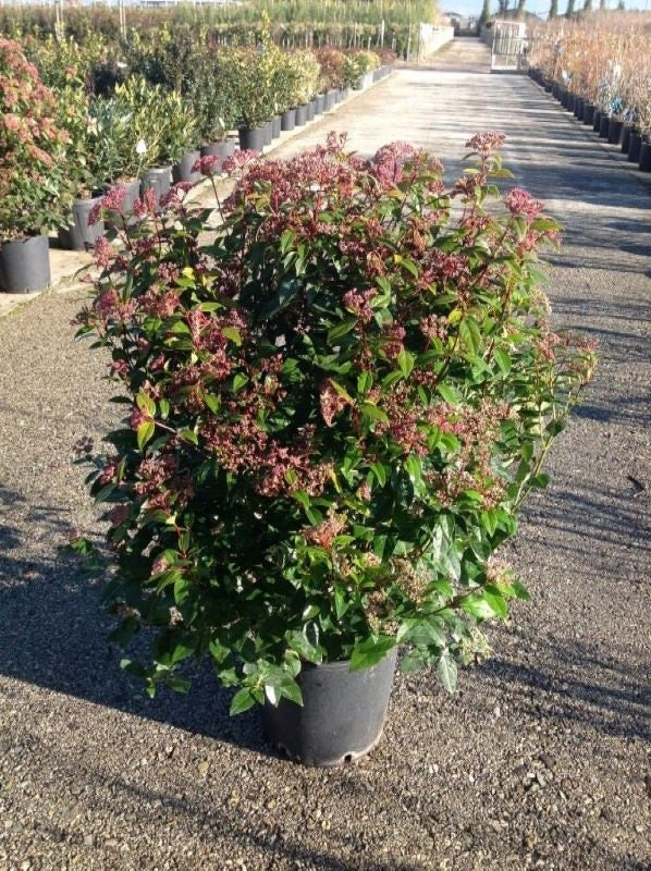  Sneeuwbal (Viburnum Tinus 'Spirit')