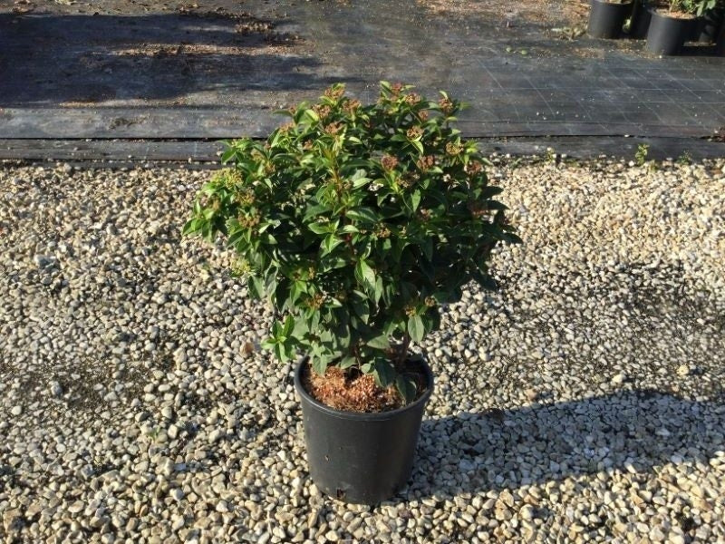  Sneeuwbal (Viburnum Tinus 'Spirit')